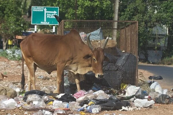 Bullock - Foraging at a rubbish area
