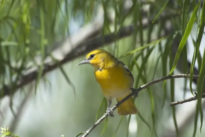 Framed Print : Bullock's Oriole Female on branch in bush Portal, SE Arizona