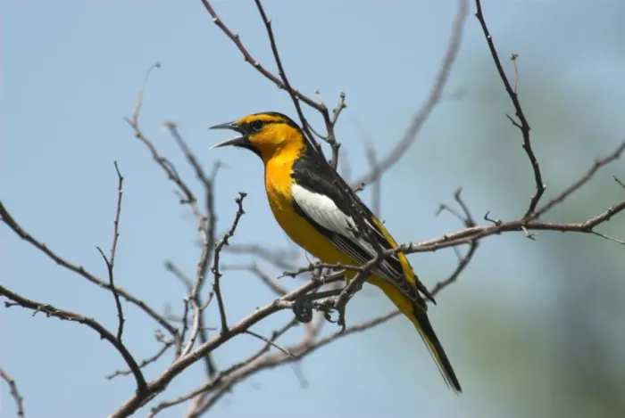 Framed Print : Bullock's Oriole Male singing on branch Portal, SE Arizona Framed Print : Bullock's Oriole Male singing on branch Portal, SE Arizona