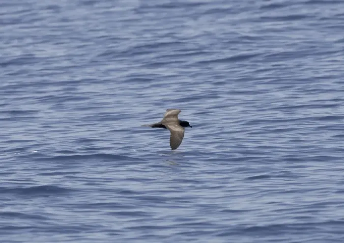 Framed Print : Bulwer's Petrel - in flight over sea Framed Print : Bulwer's Petrel - in flight over sea