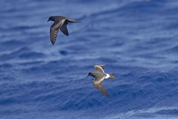 Bulwer's Petrel and Madeiran Storm-Petrel (Oceanodroma castro) in flight over sea - June - Madeira