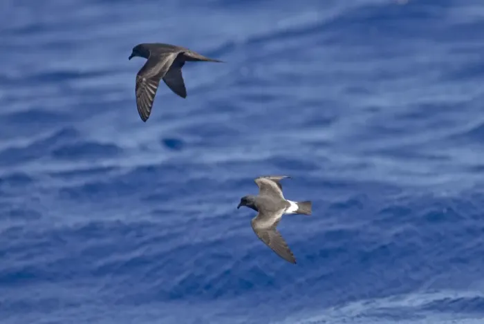 Framed Print : Bulwer's Petrel and Madeiran Storm-Petrel (Oceanodroma castro) in flight over sea - June - Madeira