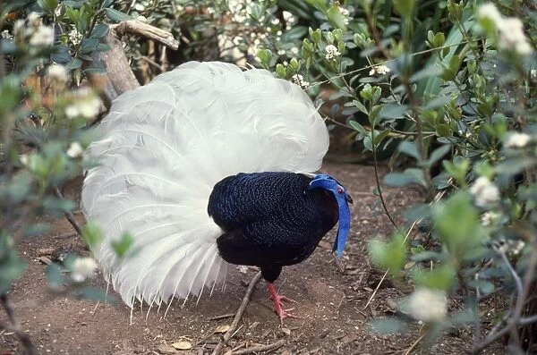 Bulwer's Pheasant - also known as: Wattled Pheasant, Bulwer's Wattled Pheasant and White-tailed Wattled Pheasant. Displaying. Latin Previously known as: Lobiophasis bulweri Borneo