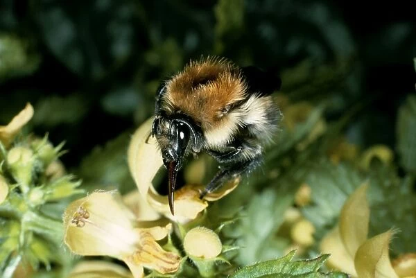Bumblbee  /  Moss Carder Bee - at flower, pollination