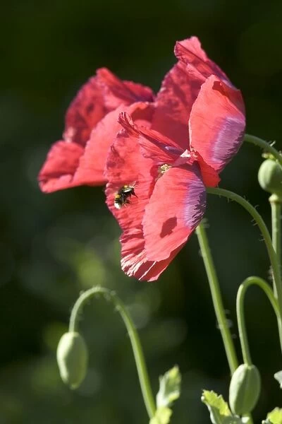 Bumble Bee - approaching opium poppy flower Norfolk UK