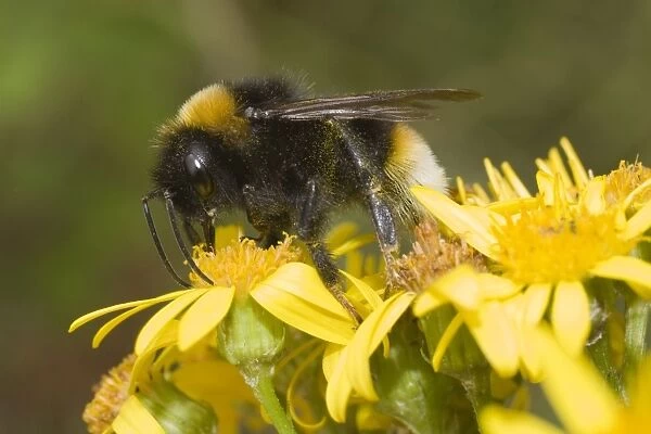 Bumble Bee - collecting nectar - UK
