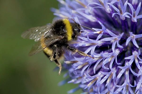 Bumble Bee on Echinopsritro - Probably Bombus terrestris - England - UK - Gathering pollen and nectar from Echinopsritro - Family Compositae - Native to Eurasia