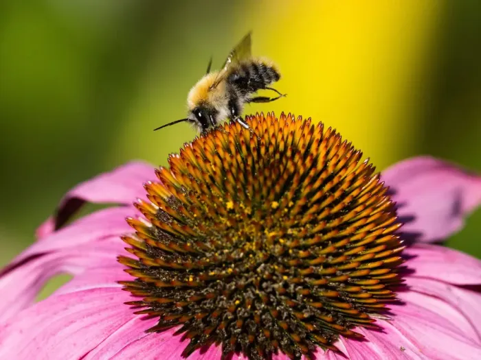 Framed Print : Bumble Bee, feeding on Cone Flower, in Garden, Hessen, Germany Framed Print : Bumble Bee, feeding on Cone Flower, in Garden, Hessen, Germany