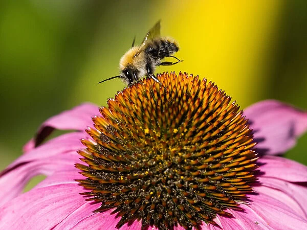 Bumble Bee, feeding on Cone Flower, in Garden, Hessen, Germany