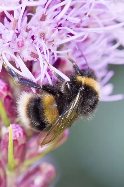 Bumble Bee feeding from Liastris spicata Gay feathers Norfolk UK