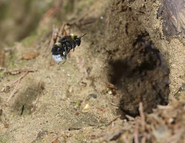 Bumble Bee - flying to nest - Bedfordshire - UK 007451