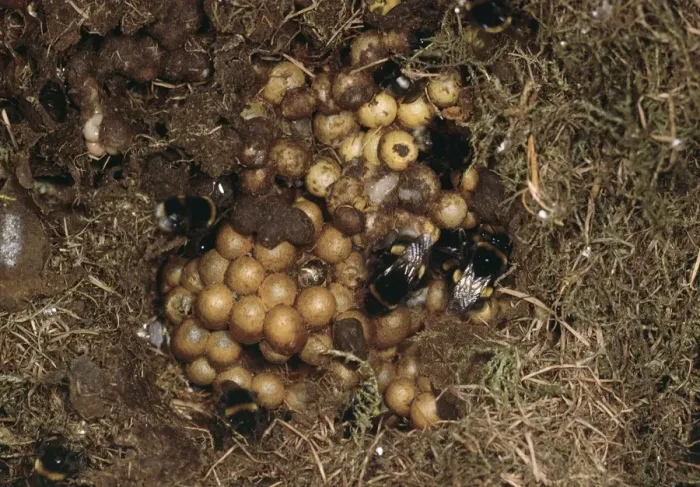 Framed Print : Bumble Bee Nest Framed Print : Bumble Bee Nest