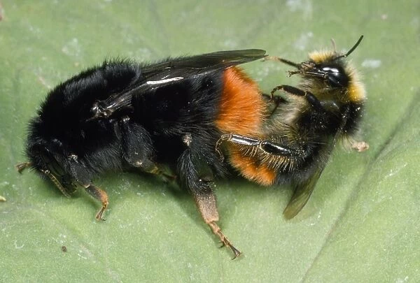 Bumble Bee - pair mating UK