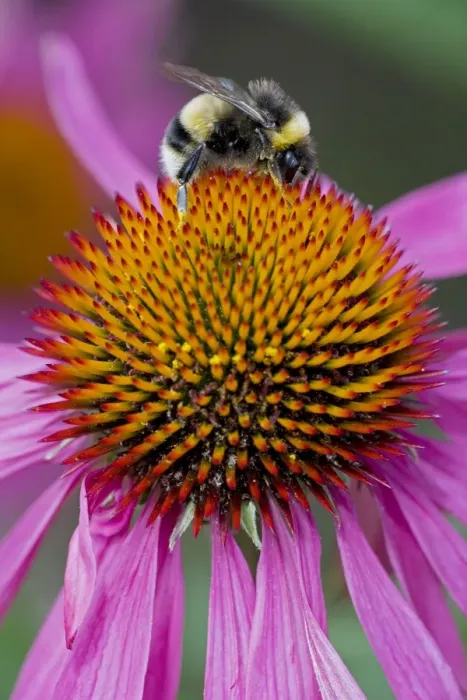 Framed Print : Bumble Bee - on Purple Coneflower (Echinacea purpurea) - Probably Bombus terrestris - England - UK - Gathering pollen and nectar from Purple Coneflower blossoms (Echinacea purpurea) Framed Print : Bumble Bee - on Purple Coneflower (Echinacea purpurea) - Probably Bombus terrestris - England - UK - Gathering pollen and nectar from Purple Coneflower blossoms (Echinacea purpurea)