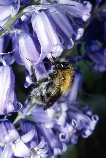 Bumblebee - on Bluebell