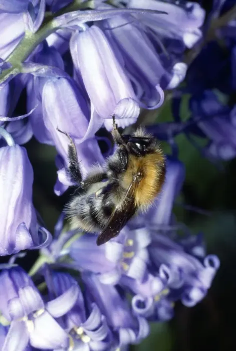 Framed Print : Bumblebee - on Bluebell Framed Print : Bumblebee - on Bluebell