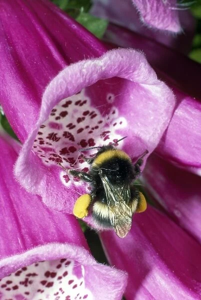 Bumblebee - entering foxglove flower - pollination