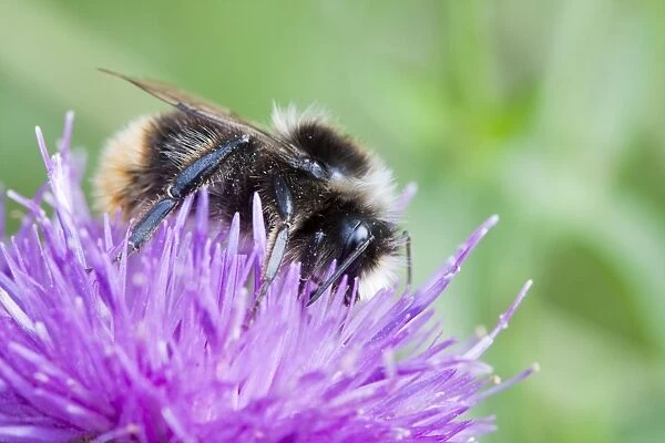 Bumblebee - feeding on Black Knapweed flower in a meadow. Wiltshire, England