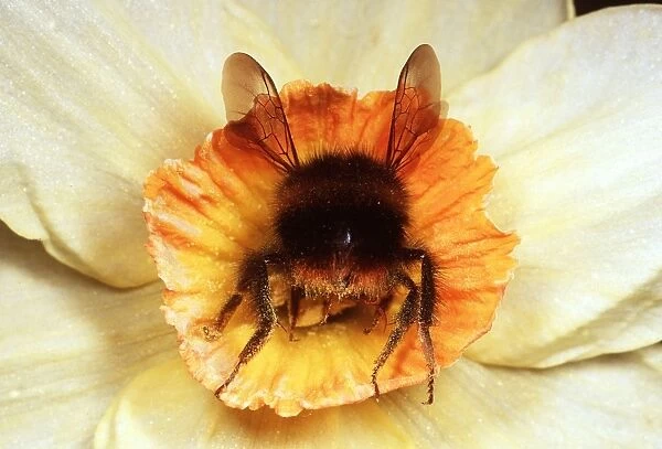 BUMBLEBEE - Gathering pollen in Narcissi flower