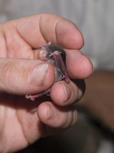 Bumblebee  /  Kitti's Hog Nosed Bat - being handled by scientist - Myanmar  / Burma