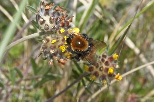 Bumblebee - North Uist - Outer Hebrides - Scotland