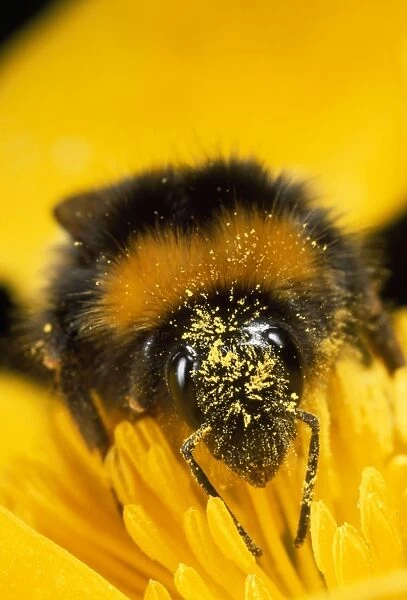 Bumblebee - with pollen - UK