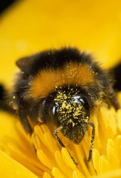 Framed Print : Bumblebee - with pollen - UK Framed Print : Bumblebee - with pollen - UK