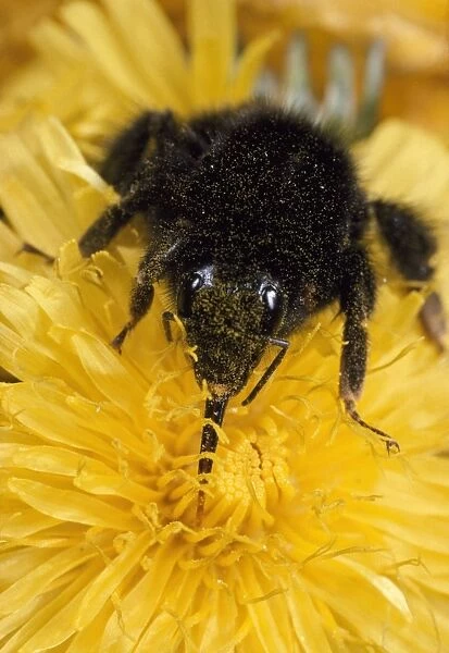 Bumblebee - showing long tongue - UK