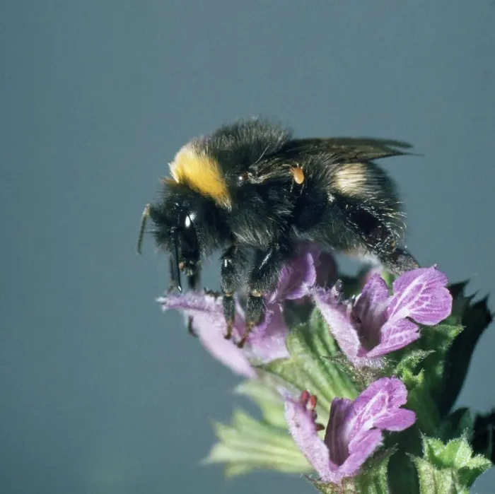 Framed Print : Bumblebee - showing parasitic mite