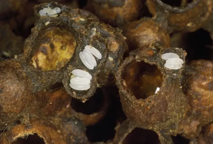 Framed Print : Bumblebee's Nest - cells exposed to show eggs Framed Print : Bumblebee's Nest - cells exposed to show eggs