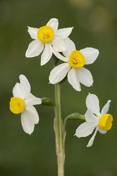 Bunch-flowered narcissus or polyanthus narcissus (Narcissus tazetta), Sicily