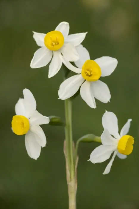Framed Print : Bunch-flowered narcissus or polyanthus narcissus (Narcissus tazetta), Sicily Framed Print : Bunch-flowered narcissus or polyanthus narcissus (Narcissus tazetta), Sicily