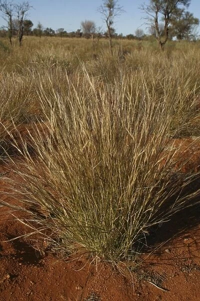 Bunch Keresene Grass  /  Mulga Grass  /  Curly-wire grass Native Australian grass Nthn South Australia, Australia