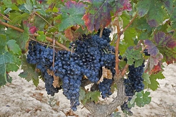 Bunch of ripe grapes ready for harvesting Rioja region of Cantabria Spain