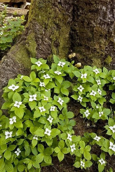 Bunchberry  /  Western Bunchberry (Cornus unalaschkensis), previously included in Cornus canadensis. Cascade Mountains, Oregon