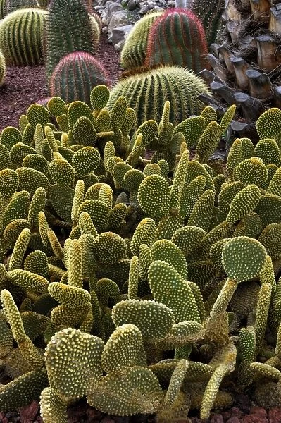 Bunny Ear cactus - Jardin de la Marquesa Botanical Gardens, Arucas, Gran Canaria. February. A garden that specialises in growing numerous varieties of cacti