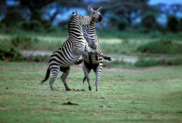 Burchell's  /  Common  /  Plain Zebra. Maasai Mara - Kenya - Africa