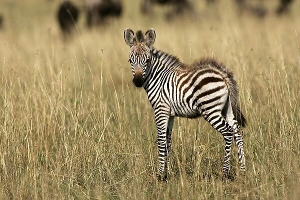 Burchell's  /  Common  /  Plain Zebra - foal. Maasai Mara - Kenya - Africa