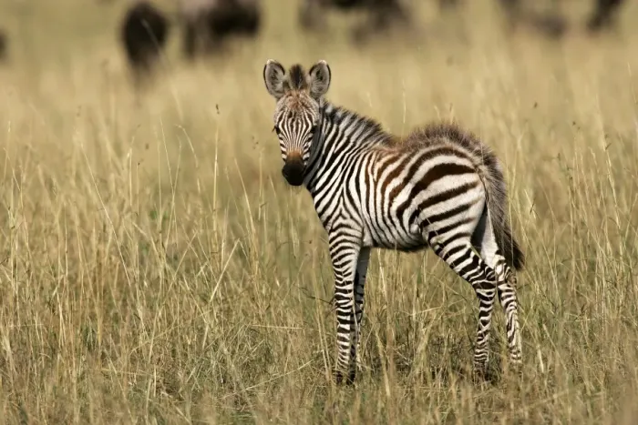 Framed Print : Burchell's / Common / Plain Zebra - foal. Maasai Mara - Kenya - Africa Framed Print : Burchell's / Common / Plain Zebra - foal. Maasai Mara - Kenya - Africa