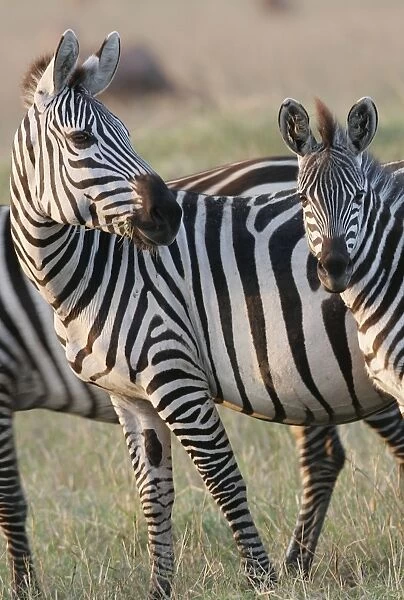 Burchell's  /  Common  /  Plain Zebra. Kenya - Africa