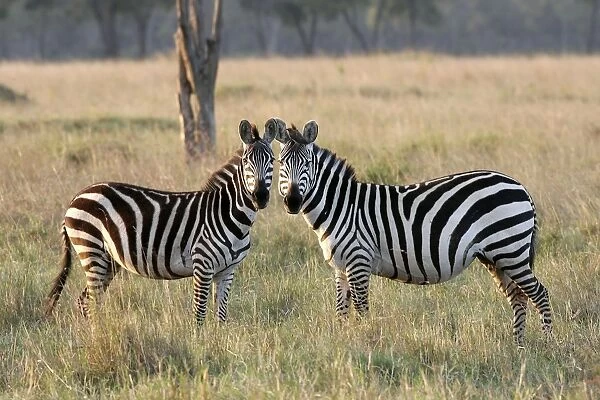 Burchell's  /  Common  /  Plain Zebra - two. Maasai Mara - Kenya - Africa