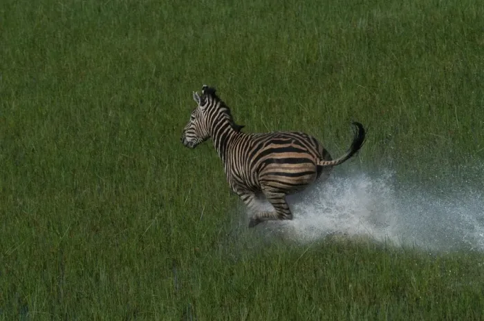 Framed Print : Burchell's / Common / Plain's Zebra - Aerial view, Galloping across water Okavango delta, Botswana, Africa Framed Print : Burchell's / Common / Plain's Zebra - Aerial view, Galloping across water Okavango delta, Botswana, Africa
