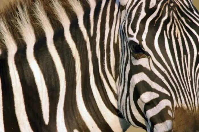 Framed Print : Burchell's / Common / Plains Zebra - Close up of zebra coat Framed Print : Burchell's / Common / Plains Zebra - Close up of zebra coat