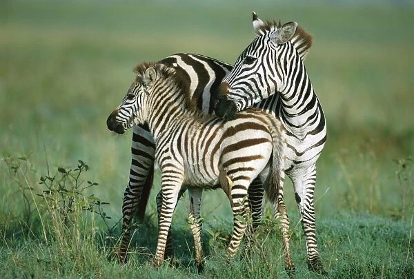 Burchell's  /  Common  /  Plains Zebra - female & foal - Masai Mara National Reserve - Kenya JFL12782