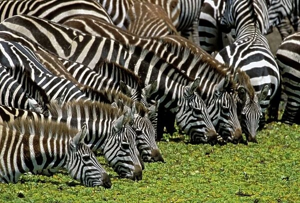 Burchell's  /  Common  /  Plains Zebra - Group together Maasai Mara, Africa