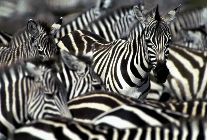Framed Print : Burchell's / Common / Plains Zebra - Group together Maasai Mara, Africa Framed Print : Burchell's / Common / Plains Zebra - Group together Maasai Mara, Africa