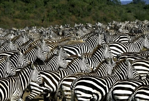 Burchell's  /  Common  /  Plains Zebra - Maasai Mara, Africa