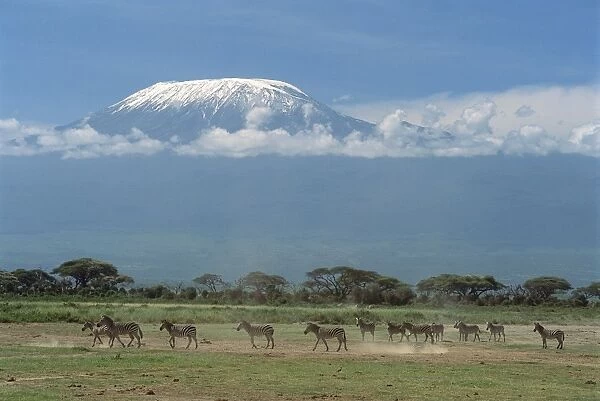 Burchell's  /  Common  /  Plains Zebra - with Mount Kilimanjaro beyond - Amboseli National Park - Kenya JFL12745