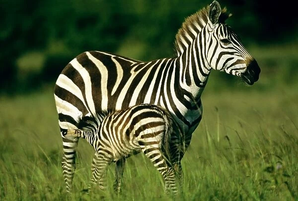 Burchell's  /  Common  /  Plains Zebra - suckling foal - Masai Mara National Reserve - Kenya JFL17469