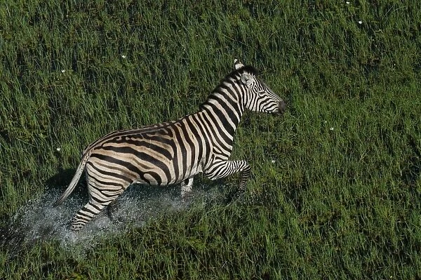 Burchell's  /  Common  /  Plain's Zebra - Walking across water Okavango delta, Botswana, Africa